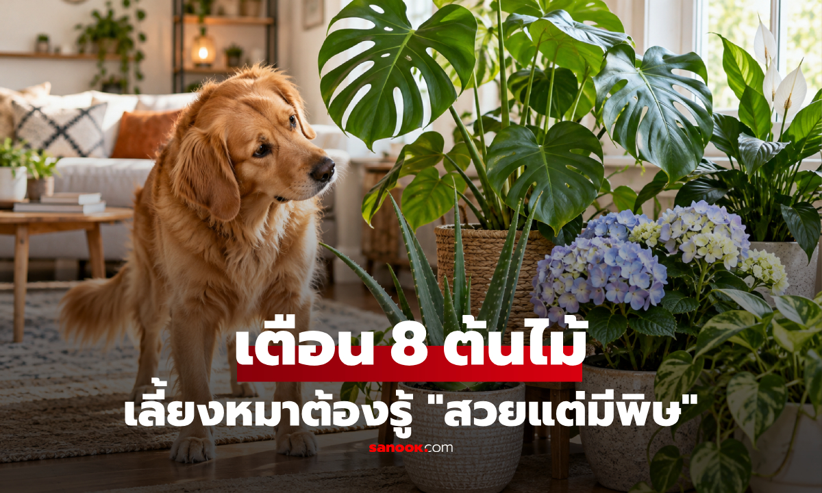คนเลี้ยงหมาต้องรู้! เปิดชื่อ 8 ต้นไม้ "สวยแต่มีพิษ" สุนัขเผลอกัดกินอาจป่วยหนัก