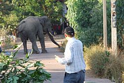 ระทึก! ช้างตกมันวิ่งทำลายทรัพย์สินชาวบ้าน