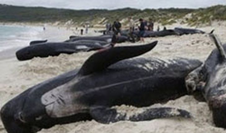 วาฬ 107 ตัว เกยตื้นตายที่ชายหาดนิวซีแลนด์