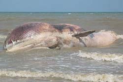 พบอีก! วาฬ-โลมาเกยตื้นตายทะเลอ่าวไทย