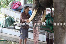 ควาญฉุนลูกโดนช้างทำร้าย คว้าหอกแทงทะลุงวง