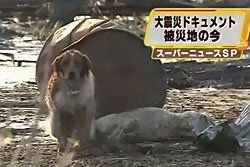 ซึ้ง! สุนัขเฝ้าเพื่อนเจ็บจากเหตุสึนามิ ญี่ปุ่น