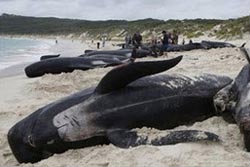 ตายอีก! พบวาฬ 21 ตัวเกยตื้นที่ออสเตรเลีย