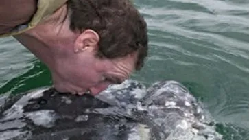 ทึ่ง! วาฬยักษ์เม็กซิโก หลงใหลรสจูบมนุษย์