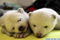 เผยโฉม! หมีขั้วโลกแฝดตัวผู้-ตัวเมียคู่แรกของจีน