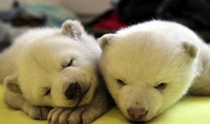 เผยโฉม! หมีขั้วโลกแฝดตัวผู้-ตัวเมียคู่แรกของจีน