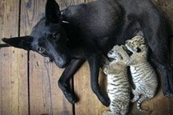 แปลก! สุนัขเลี้ยงลูกเสือผสมสิงโตถูกทิ้งที่จีน