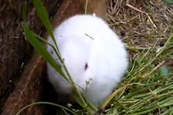 ฮือฮา! กระต่ายไร้หู เกิดใกล้โรงไฟฟ้าฟูกุชิมะ