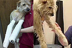 สุนัขอึดคลานกลับบ้าน หลังทอร์นาโดซัดขาหักกว่า3สัปดาห์