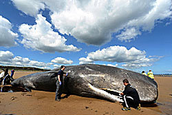 เศร้า! วาฬยักษ์ ตายเกยตื้นหาดที่อังกฤษ