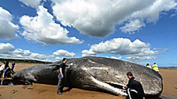 เศร้า! วาฬยักษ์ ตายเกยตื้นหาดที่อังกฤษ