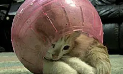 คลิปฮิต! ลูกแมวในลูกบอลหนูแฮมสเตอร์