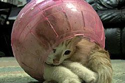 คลิปฮิต! ลูกแมวในลูกบอลหนูแฮมสเตอร์