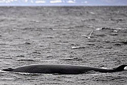 ญี่ปุ่นพบร่องรอยกัมมันตรังสีในวาฬ