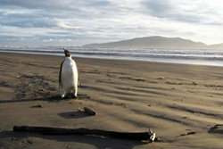 ประหลาด! เพนกวินขั้วโลกใต้หลงมาหาดนิวซีแลนด์