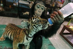 สื่อนอกปลื้ม! ดูดู้ ชิมแปนซีไทยป้อนนมลูกเสือ