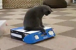แมวแสบนั่งทับขังเพื่อนไว้ในกล่อง