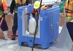 นิวซีแลนด์ส่งเพนกวินหลงทาง กลับขั้วโลกแล้ว