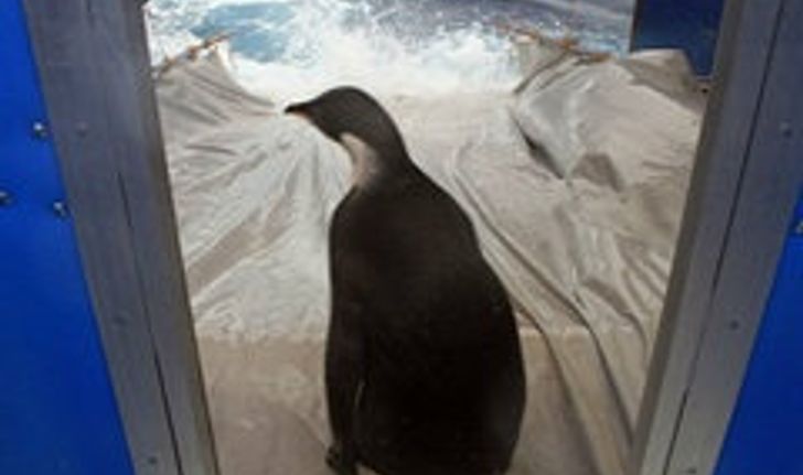 เศร้า! เพนกวินแฮปปี้ฟีตสาบสูญ หลังกลับขั้วโลก