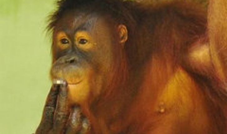 สวนสัตว์อินโดนีเซีย ปล่อยให้ลิงอุรังอุตังสูบบุหรี่