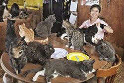 หญิงใจบุญเลี้ยงแมว700 ตัว เผย30ปีเลี้ยงมา2หมื่นตัว
