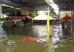 ช่วยช้าง 70 เชือก ยืนแช่น้ำท่วมในอยุธยา