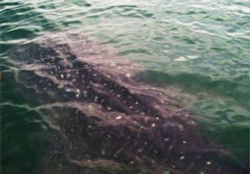 ฮือฮา! พบฉลามวาฬ โผล่หาดแม่รำพึง จ.ระยอง