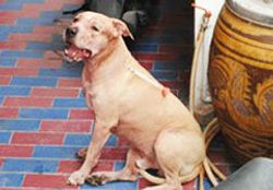 สุนัขพันธุ์พิทบูล กัดเจ้าของวัย71ดับคาบ้าน