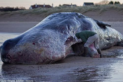 พบอีก! วาฬยักษ์เกยตื้นตายที่ชายหาดอังกฤษ