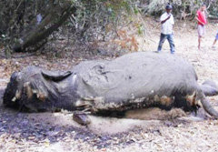 ฆ่าช้างตัดงา-เฉือนอวัยวะเพศ ตายอืดคาป่าแก่งกระจาน