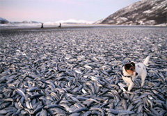 ปลาเฮอร์ริ่งนับแสนตัว ตายเกลื่อนหาดนอร์เวย์