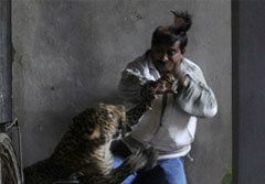 สยอง! เสือดาวอินเดีย ตะปบคนหนังหัวหลุด