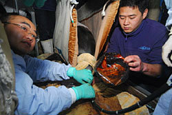 แพทย์จีนผ่าตัดลูกวอลเลย์บอลจากท้องโลมาสำเร็จ