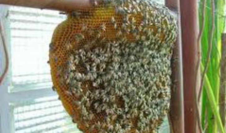 สลด! ฝูงผึ้งมรณะ รุมต่อยยายวัย84 ดับอนาถ