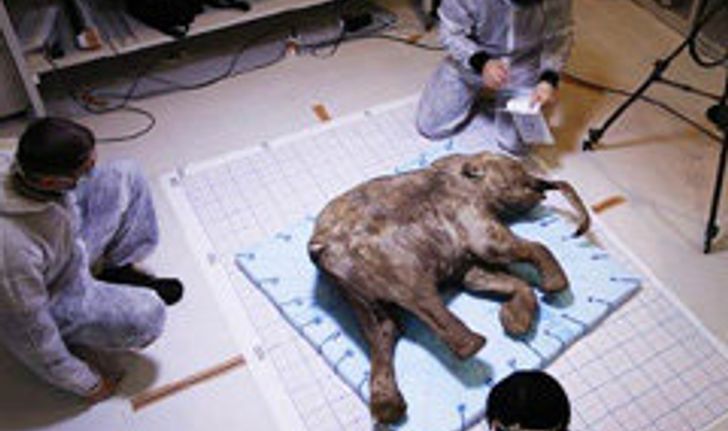 เอาจริง! รัสเซีย-เกาหลีใต้ เตรียมคืนชีพ ช้างแมมมอธ