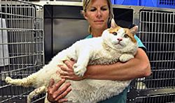 เศร้า! แมวอ้วนหนัก 17 กิโลกรัม ตายแล้ว