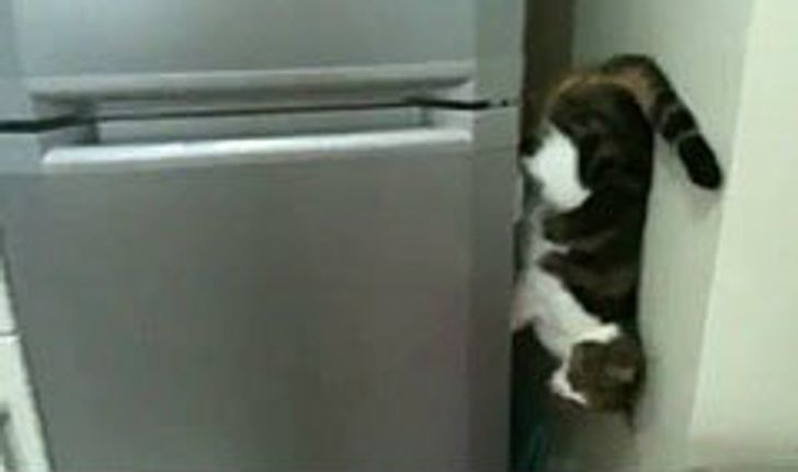 เป็นที่นิยม! คลิปสไปเดอร์แมว ไต่ตู้เย็นลงพื้น