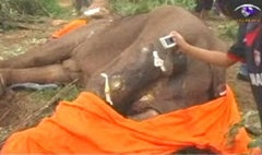ช้างถูกยิงเชิงเขาบ้านเขาสิงโต กาญจนบุรี ตายแล้ว