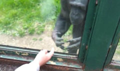สะเทือนใจ ชิมแปนซีขอให้ช่วยปล่อยจากกรง