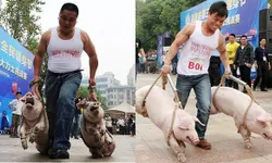โลกประณาม! แข่งวิ่งหิ้วหมู วันชาติเมืองจีน
