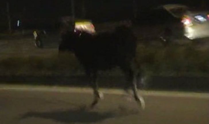 วัววิ่งหนีตื่นกลางถนนพหลโยธิน เจ้าของรับไปเชือดต่อ