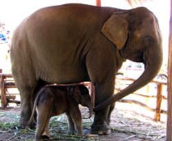 พังมิลค์ปางช้างกินรีตกลูกช้างเพศผู้ชื่อ ปีใหม่