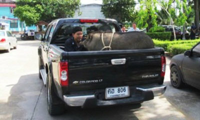ชาวบ้านสุดทน! แจ้งจับ "หมูป่า" หากินร้องเสียงดัง
