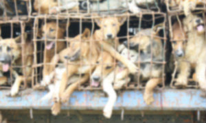 สุดวิปริต! เปิดซ่องสัตว์ ให้ผู้ชายระบายความใคร่