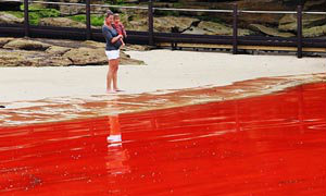 ทะเลสีแดง! ปรากฎการณ์หาดูยากที่ออสเตรเลีย