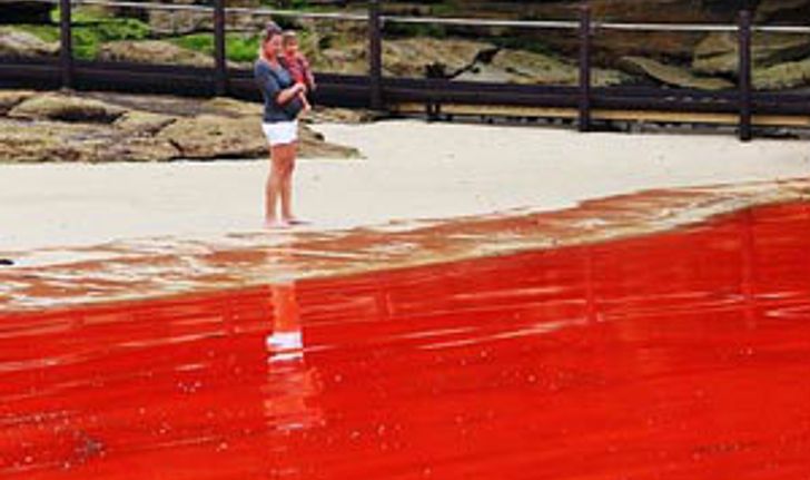 ทะเลสีแดง! ปรากฎการณ์หาดูยากที่ออสเตรเลีย