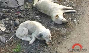สลด!ลูกสุนัข นอนเฝ้าศพแม่ตายริมถนนหลายวันไม่ไปไหน