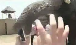 มูลนิธิเพื่อนช้างชี้คลิป "ช้างไทยกินไอโฟน" น่าสงสัย