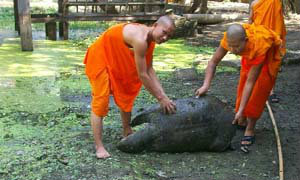 สลด ! ตะพาบยักษ์อายุครึ่งศตวรรษในวัดหลวง จ.ตาก ตายพร้อมกัน 4 ตัว