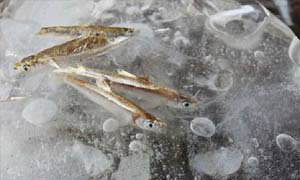 จีนหนาวจัด ปลาแข็งตายกลายเป็นน้ำแข็ง